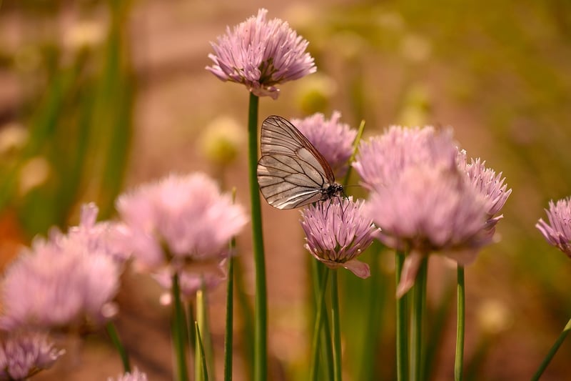 Butterfly Effect Awareness